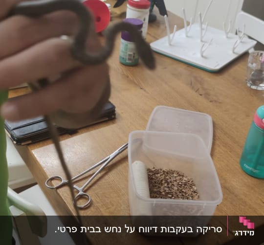 אדם מחזיק נחש קטן במטבח עם כלים